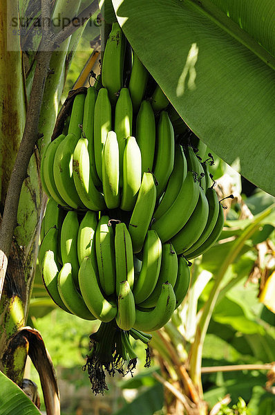 Hochformat Banane Frucht grün Asien Thailand