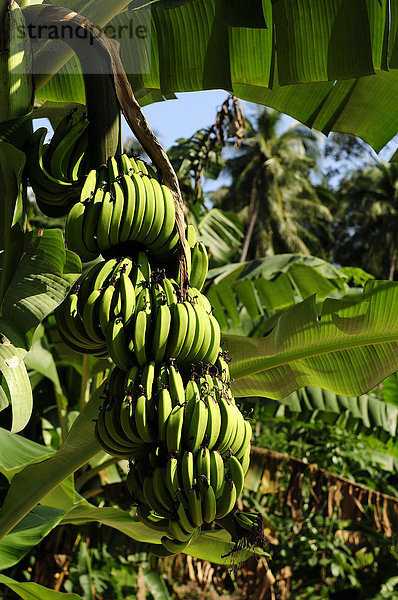 Hochformat Lebensmittel Banane Frucht grün Asien Thailand