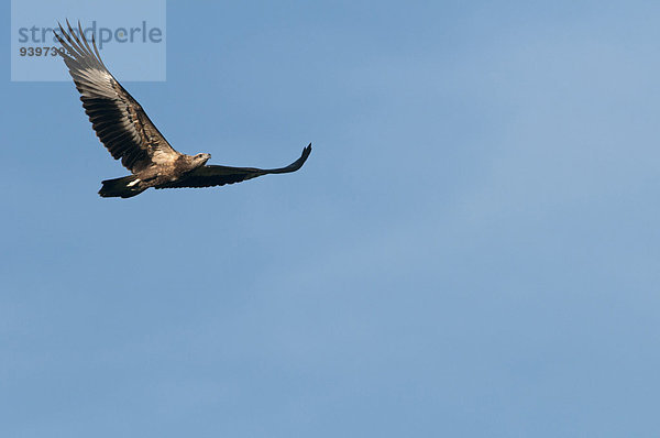 fliegen fliegt fliegend Flug Flüge Vogel Asien Adler Thailand