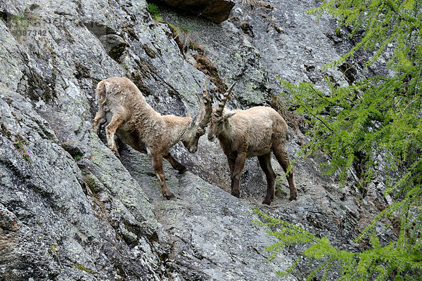 Steinbock Capra ibex Berg Tier Steinbock - Sternzeichen Wildtier Hornträger Bovidae Deutschland