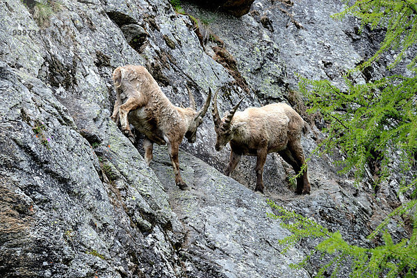 Steinbock Capra ibex Berg Tier Steinbock - Sternzeichen Wildtier Hornträger Bovidae Deutschland