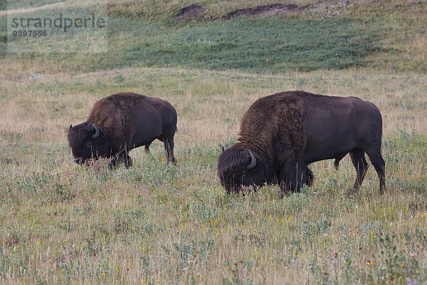 Vereinigte Staaten von Amerika USA Nationalpark Amerika Tier Säugetier Nordamerika Alberta Bison Kanada Prärie