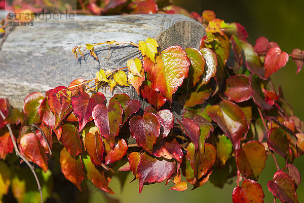 Farbaufnahme Farbe Pflanzenblatt Pflanzenblätter Blatt Strauch Pflanze Herbst Schweiz