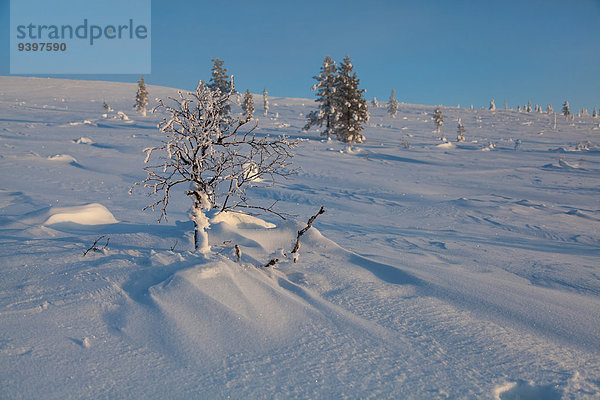Nationalpark Landschaftlich schön landschaftlich reizvoll Europa Winter Baum Landschaft Finnland Lappland Schnee