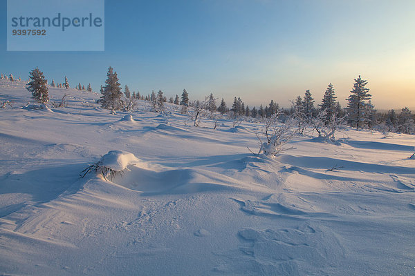 Nationalpark Landschaftlich schön landschaftlich reizvoll Europa Winter Baum Landschaft Finnland Lappland Schnee