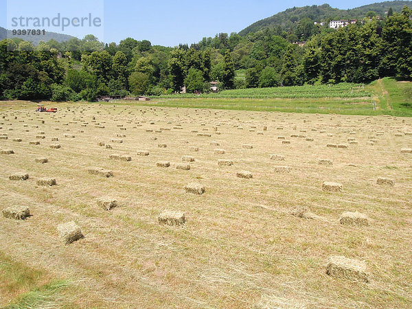 Getreide Europa Berg Landschaft Fotografie Sonnenstrahl Lebensmittel Ländliches Motiv ländliche Motive Wohnhaus schneiden Industrie Umwelt Hügel grün Grafik Landwirtschaft Agrarland Traktor ernten Nutzpflanze Bauernhof Hof Höfe Wald trocken Natur Feld Heu Bündel Wiese Sonnenlicht Außenaufnahme Gras Schweiz