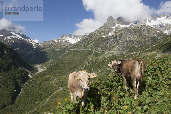 Hausrind Hausrinder Kuh Europa Berg Landschaft Reise Fernverkehrsstraße Alpen Tourismus Schnee Schweiz