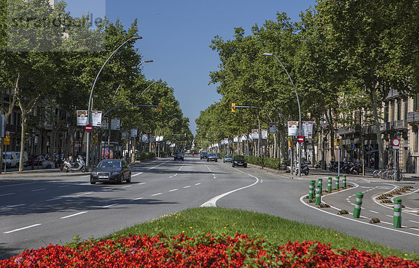 Europa Blume Großstadt Fernverkehrsstraße Gran Via Allee Barcelona Katalonien Innenstadt Spanien