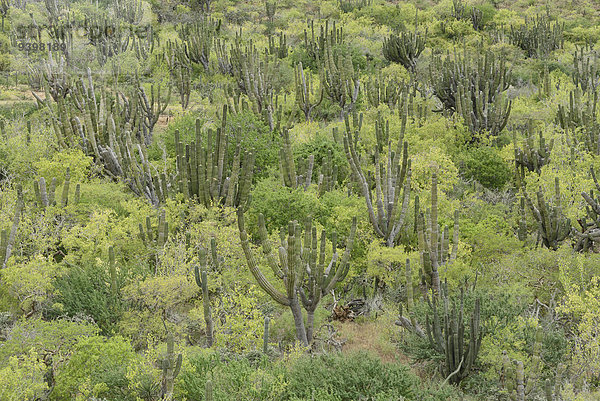 Landschaft grün Wüste Natur Nordamerika Mexiko Baja California Kaktus