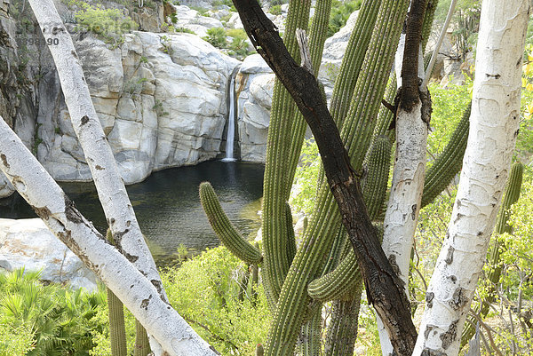 Wasser Landschaft Natur Nordamerika Wasserfall Mexiko Baja California Schlucht