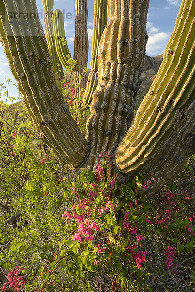 La Paz Hauptstadt Hochformat Landschaftlich schön landschaftlich reizvoll Berg Blume Landschaft Wüste Natur blühen Nordamerika Mexiko Baja California Kaktus La Paz