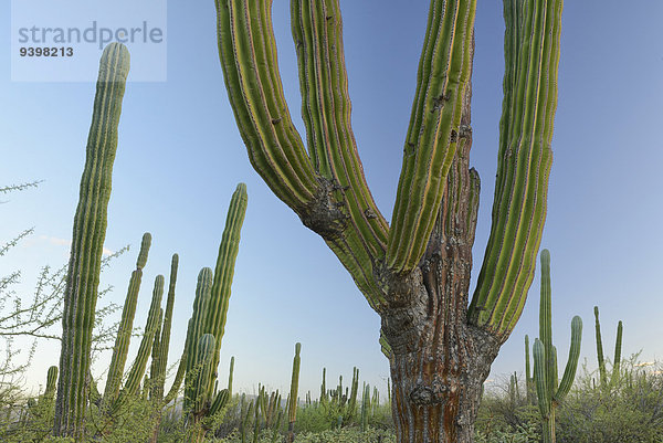 Panorama Landschaftlich schön landschaftlich reizvoll Landschaft Wüste Natur blühen Nordamerika Mexiko Baja California Kaktus