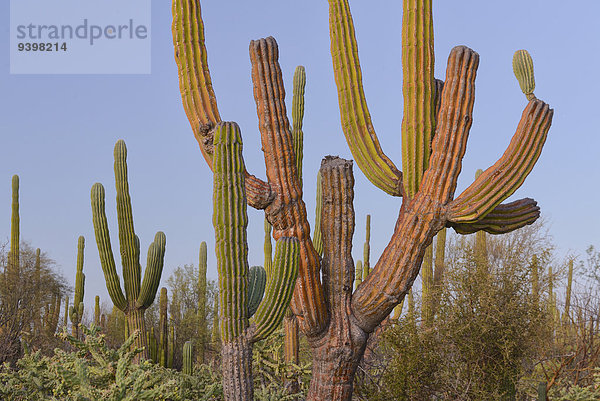Landschaftlich schön landschaftlich reizvoll Landschaft Wüste Natur blühen Nordamerika Mexiko Baja California Kaktus