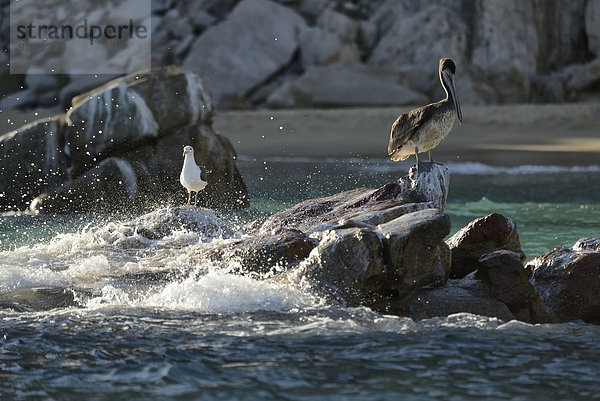 Nordamerika Vogel Mexiko Möwe Baja California Cabo San Lucas Lands End Pelikan Brandung
