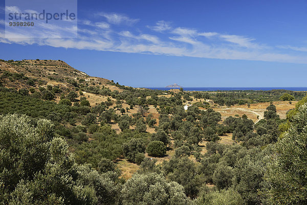 Olivenbaum Echter Ölbaum Olea europaea Europa Landschaft Küste niemand Meer Insel Ansicht Griechenland Agia Triada Kreta griechisch