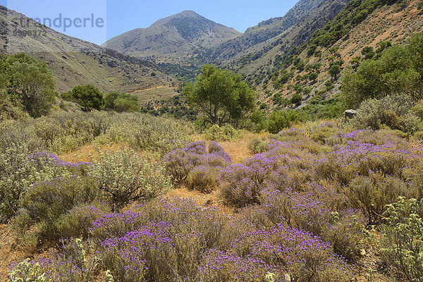 Europa Blume Landschaft Insel Griechenland Kreta griechisch