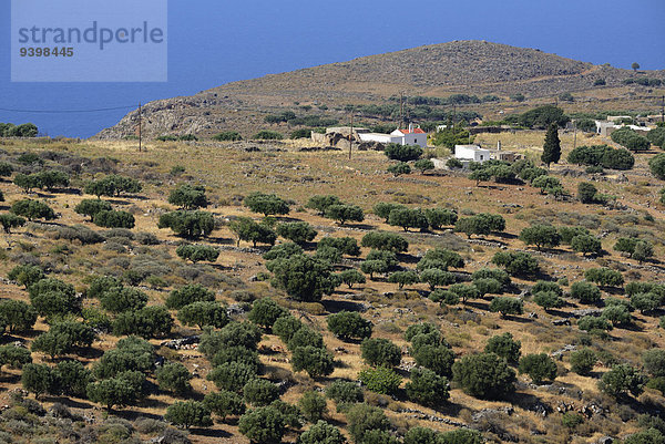 Europa Baum Landschaft Insel Griechenland Kreta griechisch