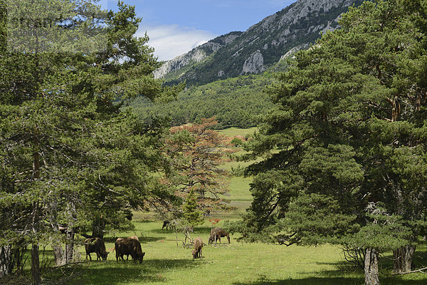 Frankreich Europa Tier Natur Bison Naturpark