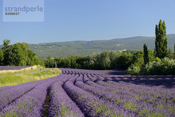 Frankreich Europa Landschaft radfahren Fernverkehrsstraße blühen Feld Provence - Alpes-Cote d Azur Lavendel