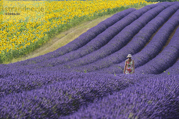 Sonnenblume helianthus annuus Frau gehen Feld Provence - Alpes-Cote d Azur Lavendel