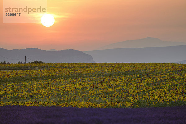 Sonnenblume helianthus annuus Frankreich Europa Sonnenuntergang Landwirtschaft Feld Provence - Alpes-Cote d Azur Lavendel Valensole