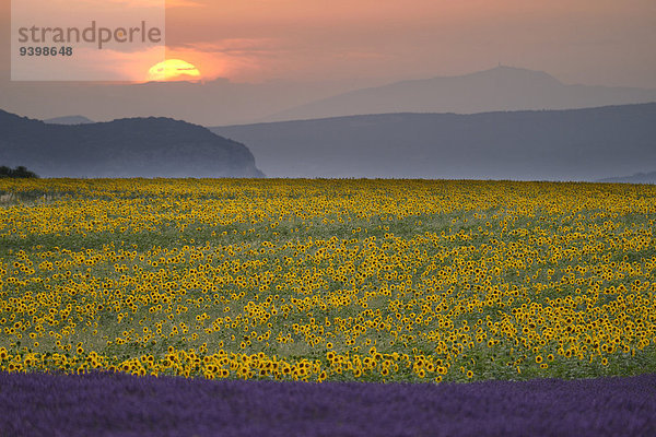 Frankreich Europa Sonnenuntergang Landschaft Landwirtschaft Provence - Alpes-Cote d Azur Lavendel Valensole