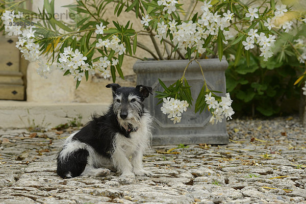 Frankreich Europa Blume Tier Hund Provence - Alpes-Cote d Azur