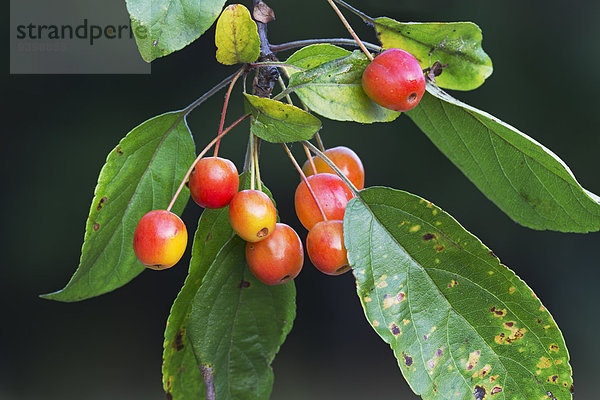 Zierapfel