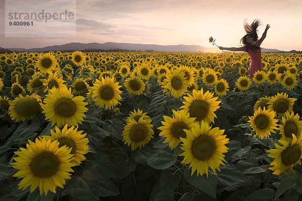 Frau Fröhlichkeit springen Sonnenuntergang Feld Sonnenblume helianthus annuus