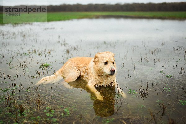 Hund Jagd Alabama Ente