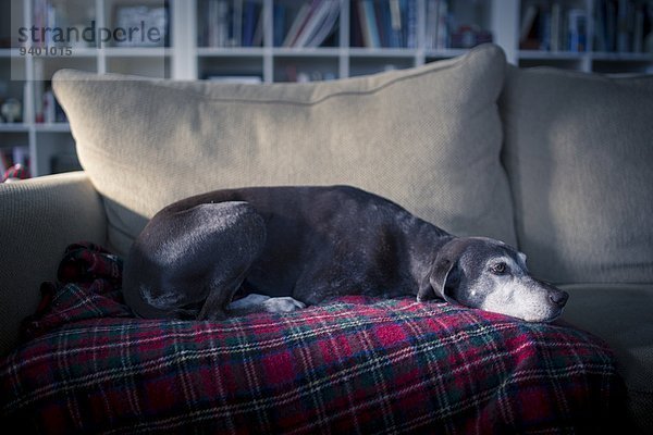 Hund Couch