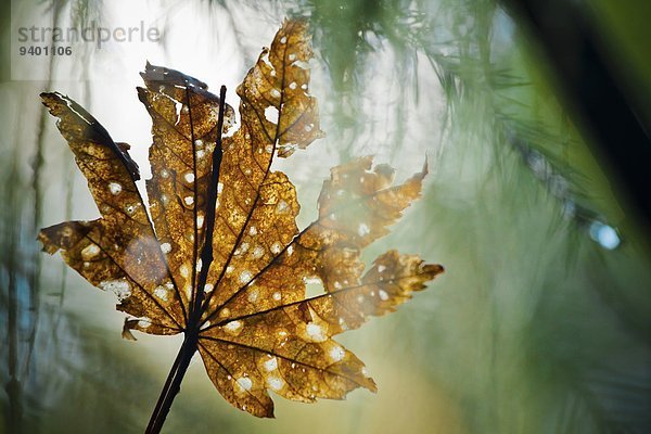 Forest Detail