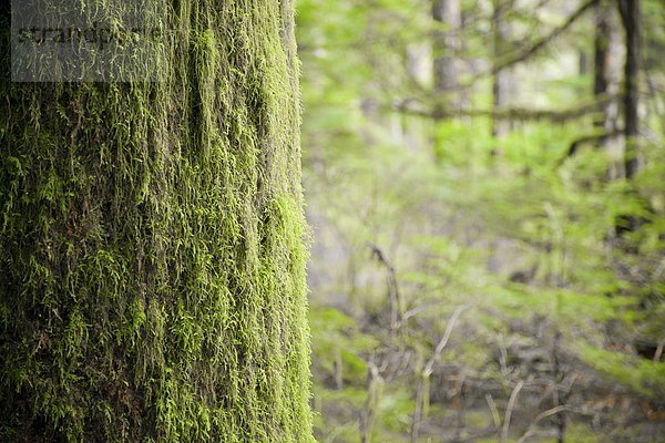 Forest Detail