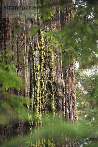 Forest Detail