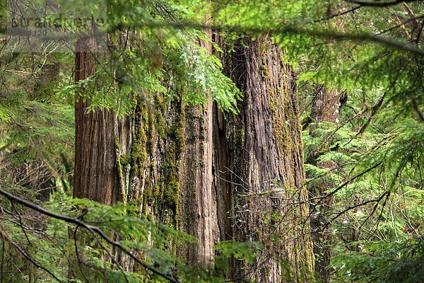 Forest Detail