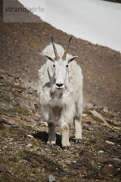 Gams Oreamnos americanus