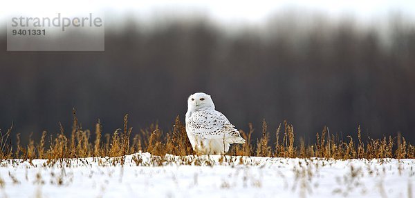 Schneeeule Nyctea Scandiaca