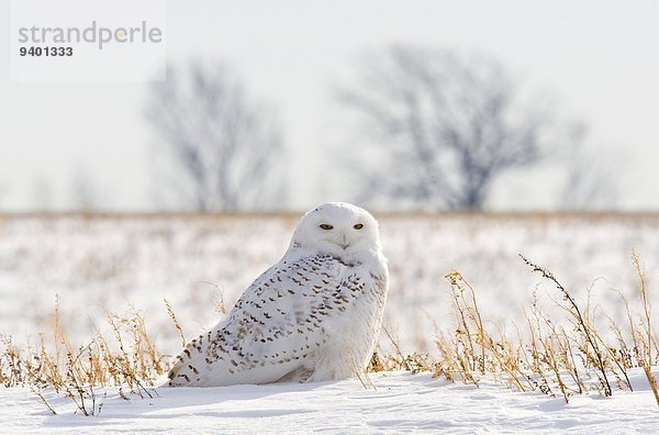 Schneeeule Nyctea Scandiaca