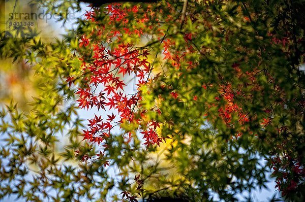 Baum Beleuchtung Licht Pflanzenblatt Pflanzenblätter Blatt glänzen Japan japanisch Kyoto Ahorn