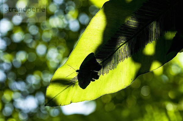 Insel Schmetterling Sentosa Singapur