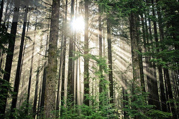 Wald Sonnenlicht glänzen britisch Kanada dicht