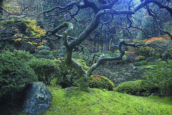 Ruhe Großstadt Garten Entdeckung Portland japanisch Oregon