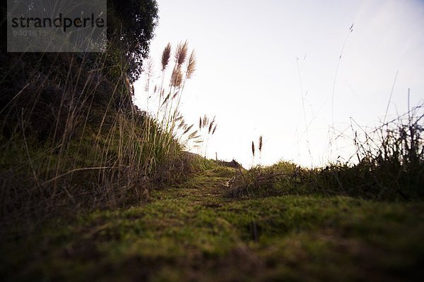 Grassy Trail