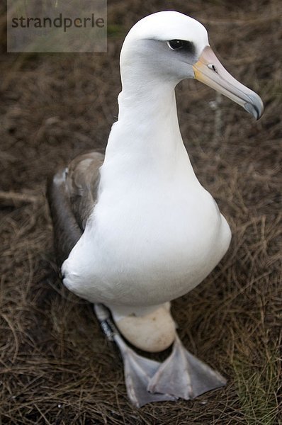 sitzend Albatros
