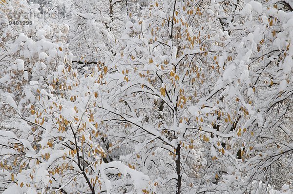Baum Mantel Großstadt Bach Schlucht schwer Schnee Utah