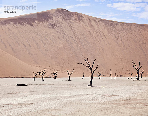kahler Baum kahl kahle Bäume leer Außenaufnahme Tag Wolke Ruhe Himmel Landschaft Schönheit niemand Wüste Natur Querformat Sand Tod Düne Namibia Erosion Saline Öde freie Natur