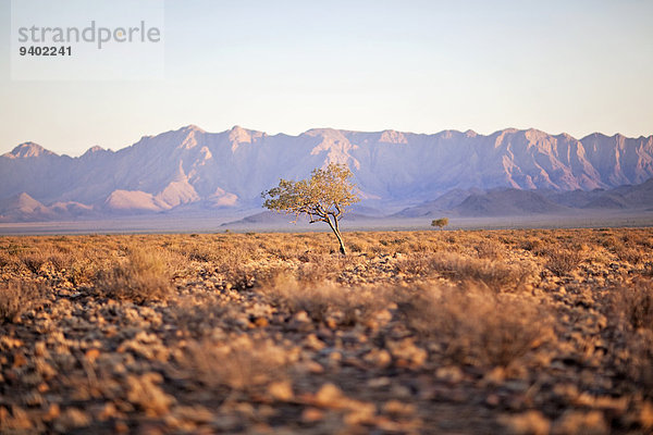 blauer Himmel wolkenloser Himmel wolkenlos Gebirge Außenaufnahme Landschaftlich schön landschaftlich reizvoll Tag Landschaft Schönheit Wachstum niemand Wüste Natur Querformat Namibia Namib 1 Horizont extrem Sehenswürdigkeit Idylle Gebirgszug freie Natur