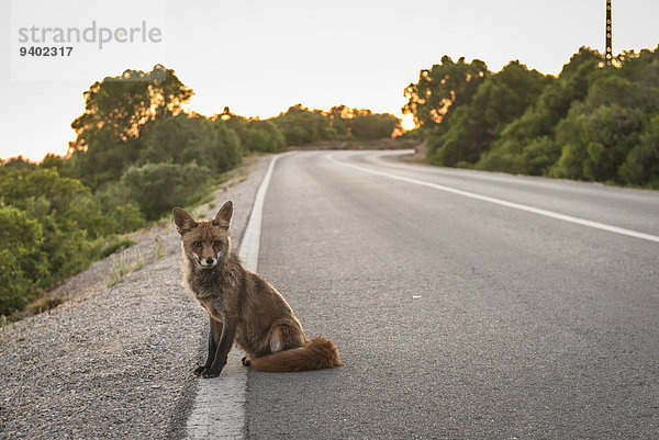 Fernverkehrsstraße rot Seitenansicht Fuchs