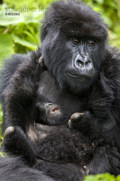 Berg Regenwald Säuglingsalter Säugling Mutter - Mensch Gorilla