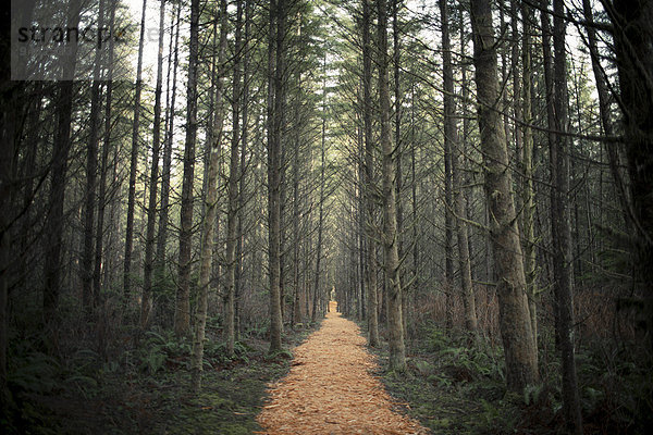 Forest path